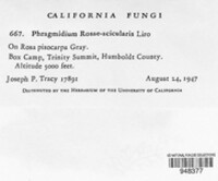 Phragmidium fusiforme image